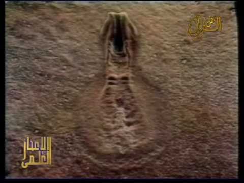 comment poser un ovule