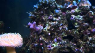 Rory's 90 Gallon Reef Aquarium - Day 45
