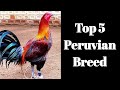 TOP 5 PERUVIAN BREED