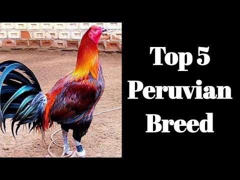 Peruvian Gamefowl