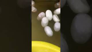 Download lagu bolbar ekta Katha#youtubeshort #Bangla romantic song#shorts #short# ♥️😭 mp3