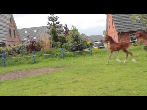 Holsteiner Premium Colt by URIKO x Carpaccio, April 22, 2015 (*2015)