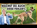 Hund zieht an der Leine, nichts hilft? Das macht fast jeder falsch!