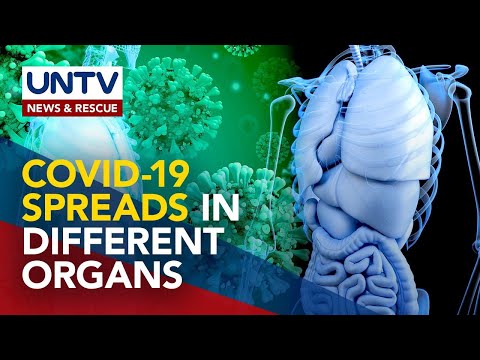 COVID-19 spreads in different organs of the body — initial study
