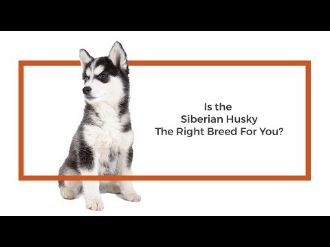 Siberian Husky Breed Video
