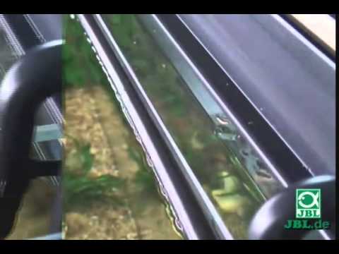 JBL cristalprofi e de 590