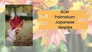 A Tapestry of Elegance: Delving into Acer Palmatum Varieties