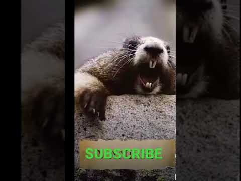 cute animal funny video please subscribe for more amazing videos 😁😁😁 #shorts #animals #pets