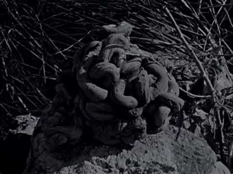 This Is My Land,Jake williams