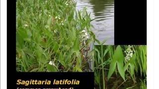 Webinar: Building a Better Water Garden