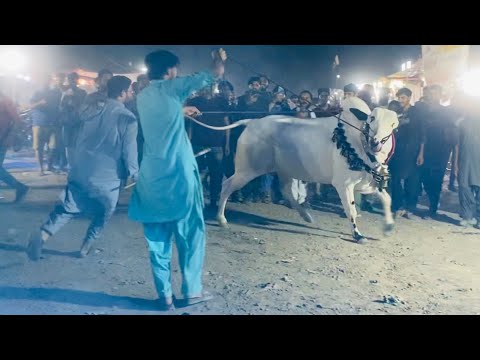 Mast Bull at Bhatta Chowk Mandi || Islamabad Mandi || Salman Cattle Farm ||