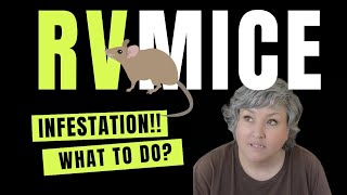 I Have an RV Mouse INFESTATION!! Ugh. I