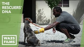 I Cried Tears Of Joy Watching This Dog Whisperer Save So Many Wild Puppies! EP #23 The Rescuers DNA