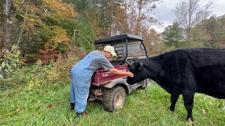 She HAD To Go - The Cow That Couldn't Stay