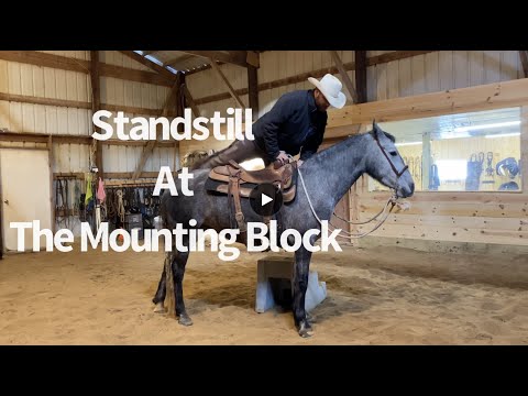 Teaching a young Andalusian to Standstill at the Mounting Block