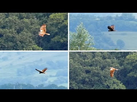 Marsh Harrier — bird of prey in flight