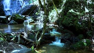 Download lagu RELAKSASI SUARA ALAM GEMERCIK AIR & SUARA BURUNG LIAR DIDALAM HUTAN mp3