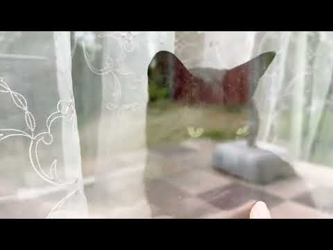 春の訪れも関係なく食欲😋睡眠💤を貪るあんこ🐈‍⬛