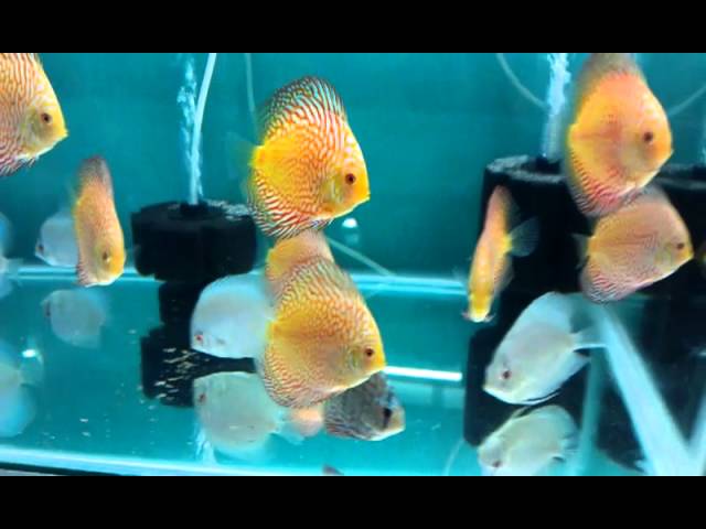 Discus Fish All Variety, size - 2.5" to 3.5" for sale in Bangalore