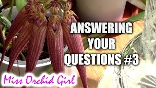 MissOrchidGirl answers your orchid questions! #3