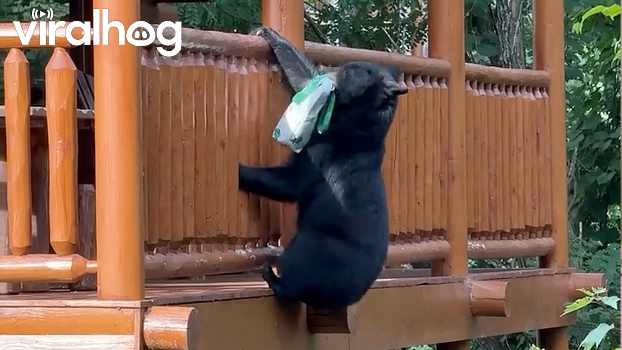 Black Bear Pulls Off Heist of the Century || ViralHog