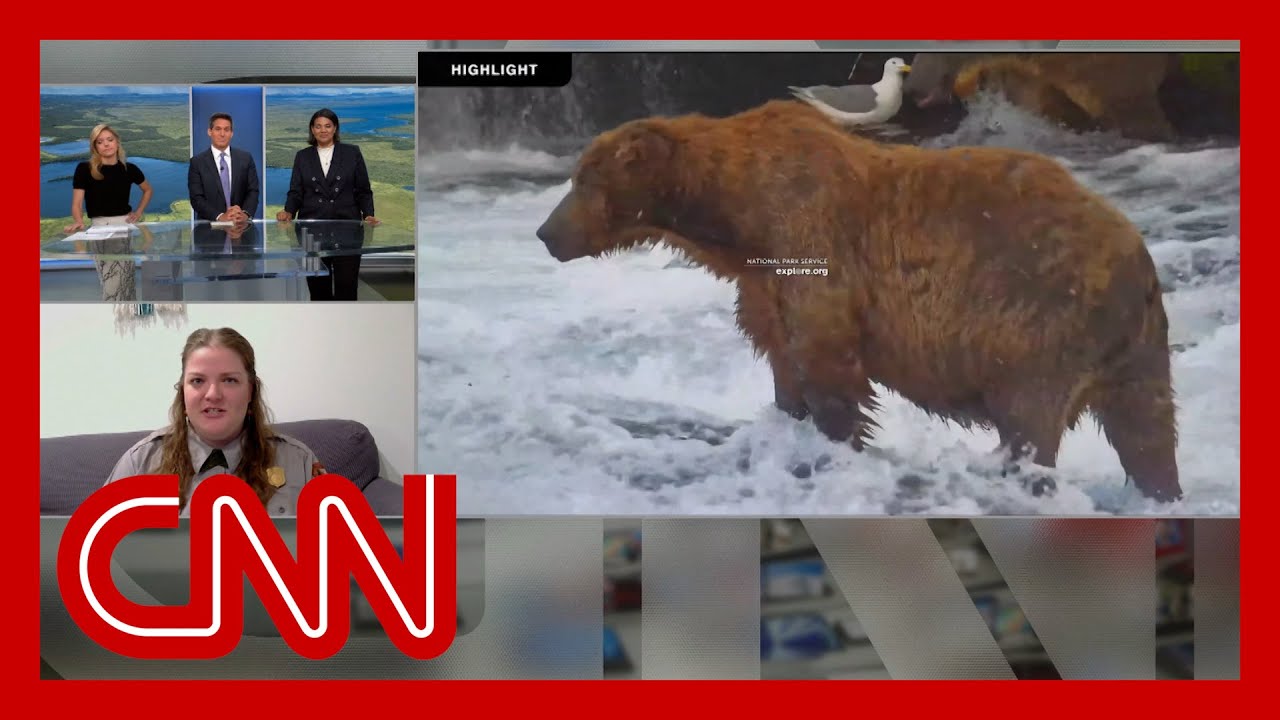 Need a pick-me-up? Fat Bear Week 2025 has you covered