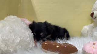 ハーフ犬の動画01