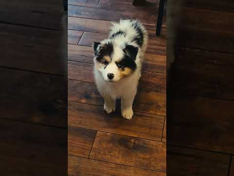 Australian Shepherd puppy for sale