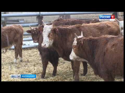 Вести «Калмыкия»: выпуск 21.02.2017 на калмыцком языке