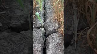 I think our high shrink swell clays are dry