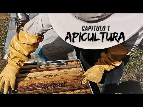 APICULTURE IN COLICO ALTO, STA JUANA CAP-1🐝🍯