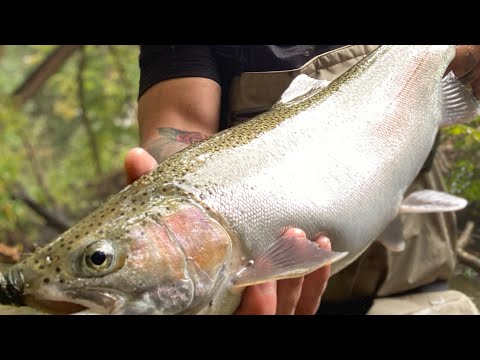 Beautiful Early Fall Ontario Steelhead