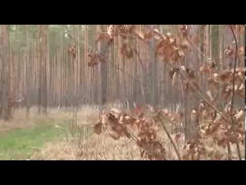 LUBIN. Kolejna afera leśna w powiecie lubińskim