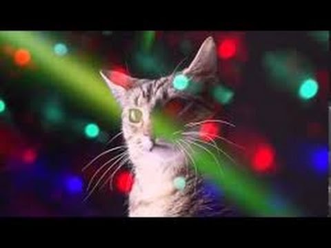 Party Hard Cats - Fiesta Electronica de Gatos 1 HORA!!