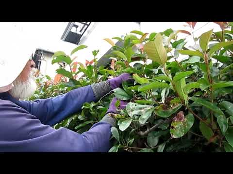 美しいレッドロビンフォティニアを飼うにはどうすればよいですか？植物を守り、生垣を元気に育てるのに役立った庭師の 6 つの秘密  庭園