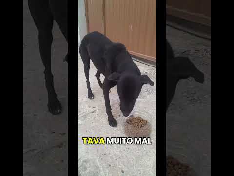 Remédio pra MATAR CARRAPATOS, fez efeito em pretinho, cachorro abandonado em Piúma- ES !