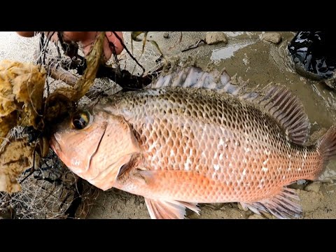 EP376:PART1-NAKACHAMBA NG MALALAKING ISDA SA BASURA