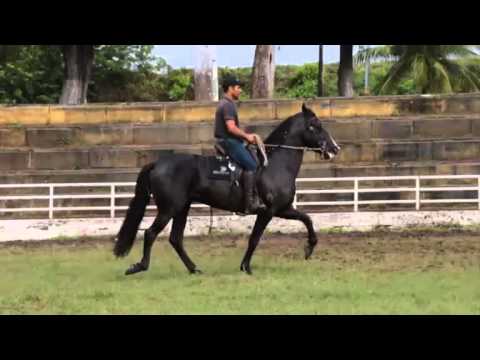 Carbono da Pedra Ferrada