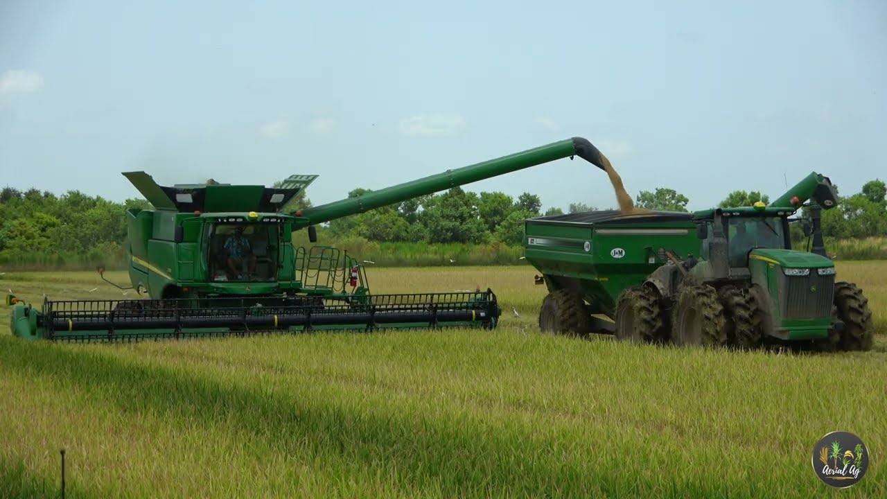 Harvesting Rice in South Louisiana
