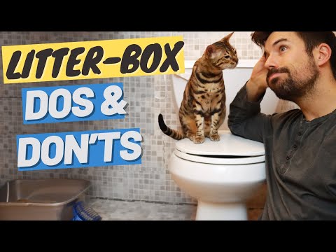 YOU ARE DOING YOUR LITTER WRONG (Cat Litter-box Do's & Don'ts)