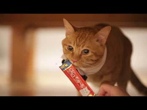Liu Kit Ho-CIAO 日本第一銷量貓小食 超級貓模短片大賽