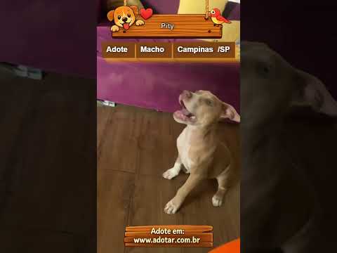 Vídeo de Pity