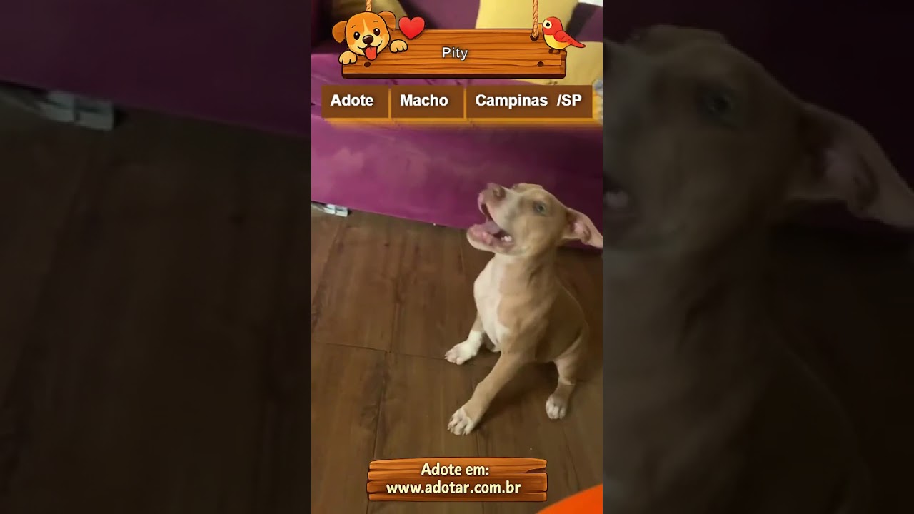 Cachorro raça Pit-Bull idade 2 anos nome Pity