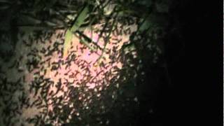 swarm of ants in the dark