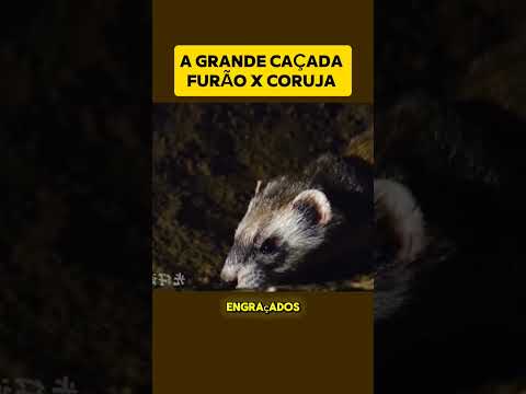 A GRANDE CAÇADA: CORUJA X FURÃO