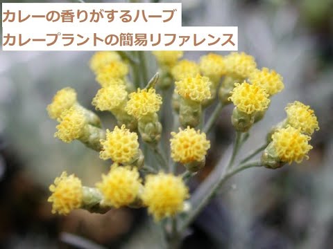 園芸 イタリアのイモーテル、カレープラント