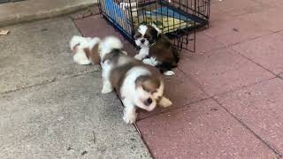 Shih Tzu Puppies Videos