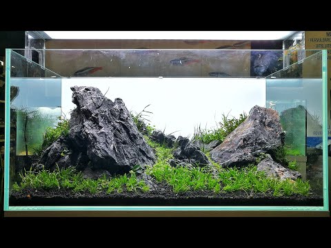 THE 3 AQUASCAPES of the LIVE AQUASCAPING WEEKEND at De Wase Aquarium