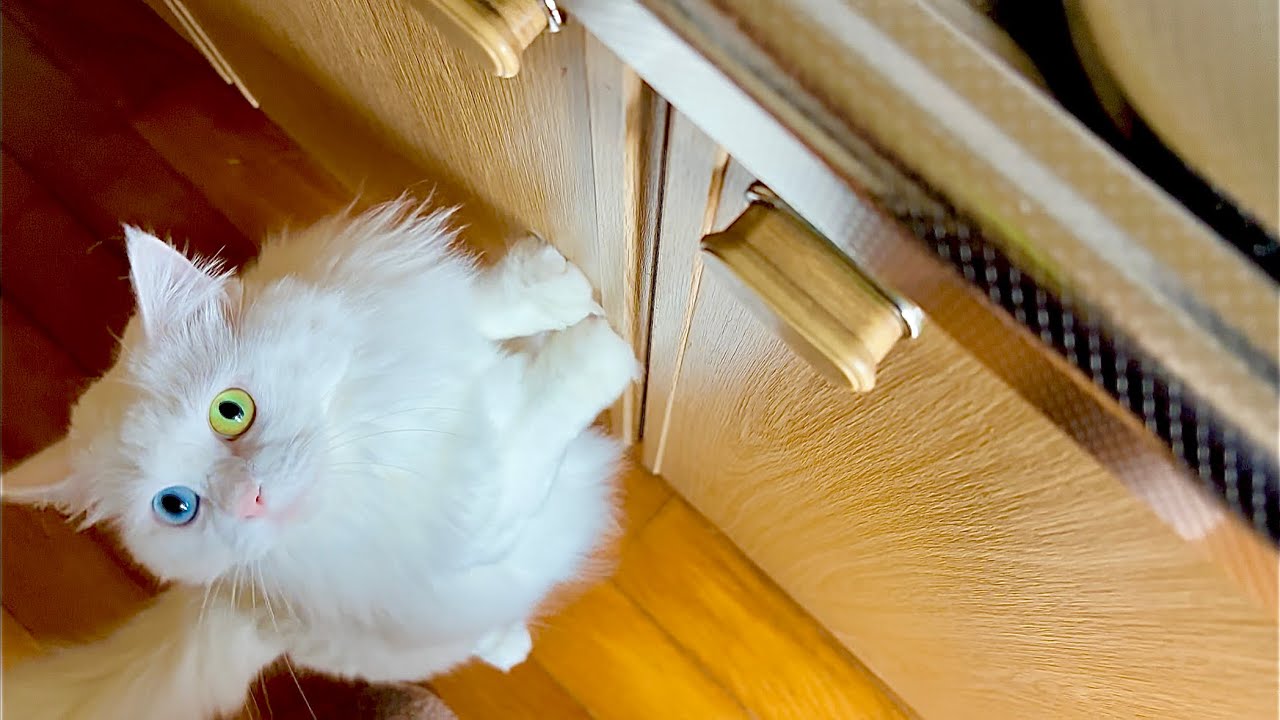 この問いかけには必ず100点満点のリアクションをしてくれます