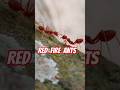 Redfireants Ants Insects Upclose Fyp Irl Reels